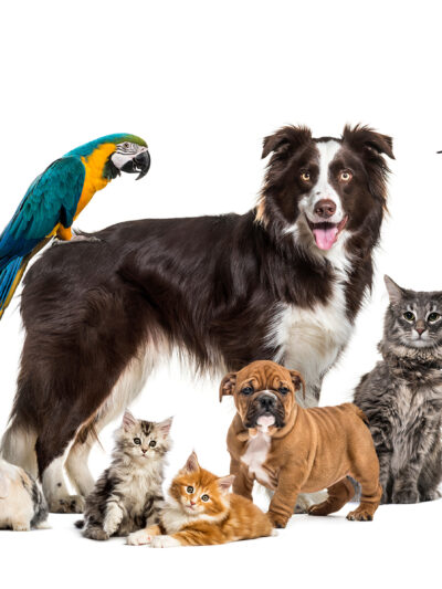 Pets